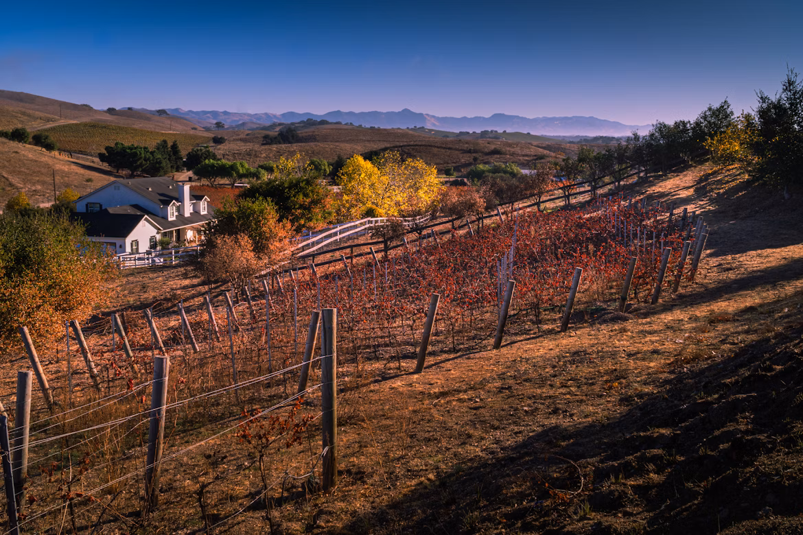 Autumn vineyards in Stellenbosch, South Africa 