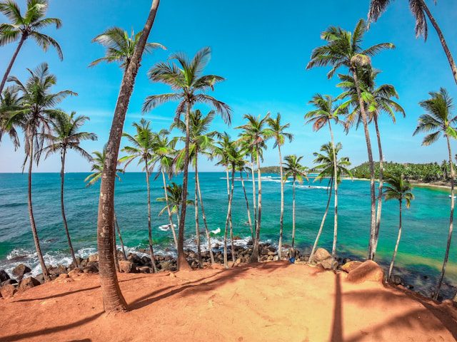 Beautiful beach lined with coconut trees in Mirissa, Sri Lanka