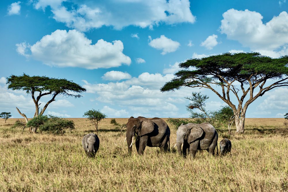 Elephants walking among dry grass in South Africa