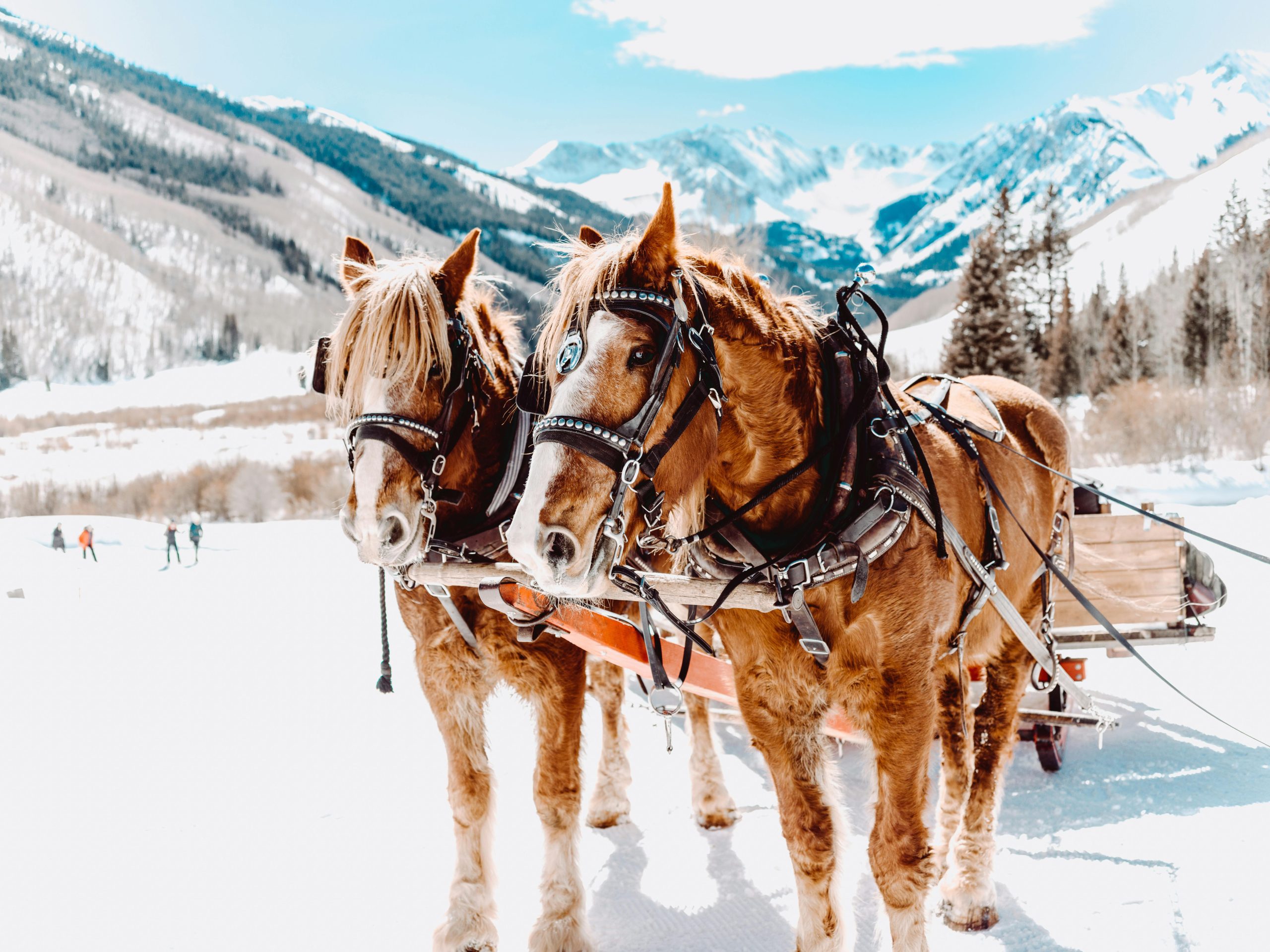 Horseback riding in Snowy Mountains