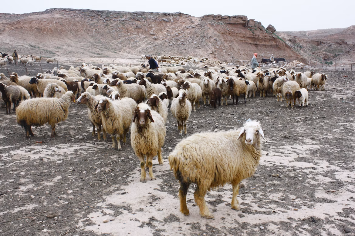 Icelandic farmers herding sheep during Réttir in the countryside