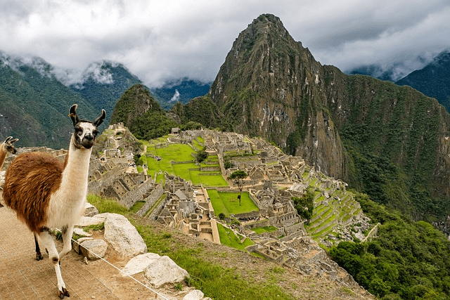 Lama freely roaming around Machu Pichu, Peru