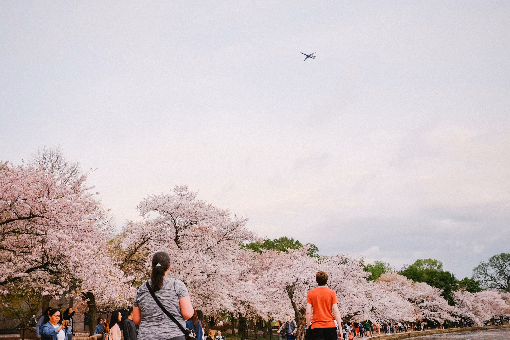 Cherry blossoms in full bloom at National Cherry Blossom Festival, Washingto,n D.C.