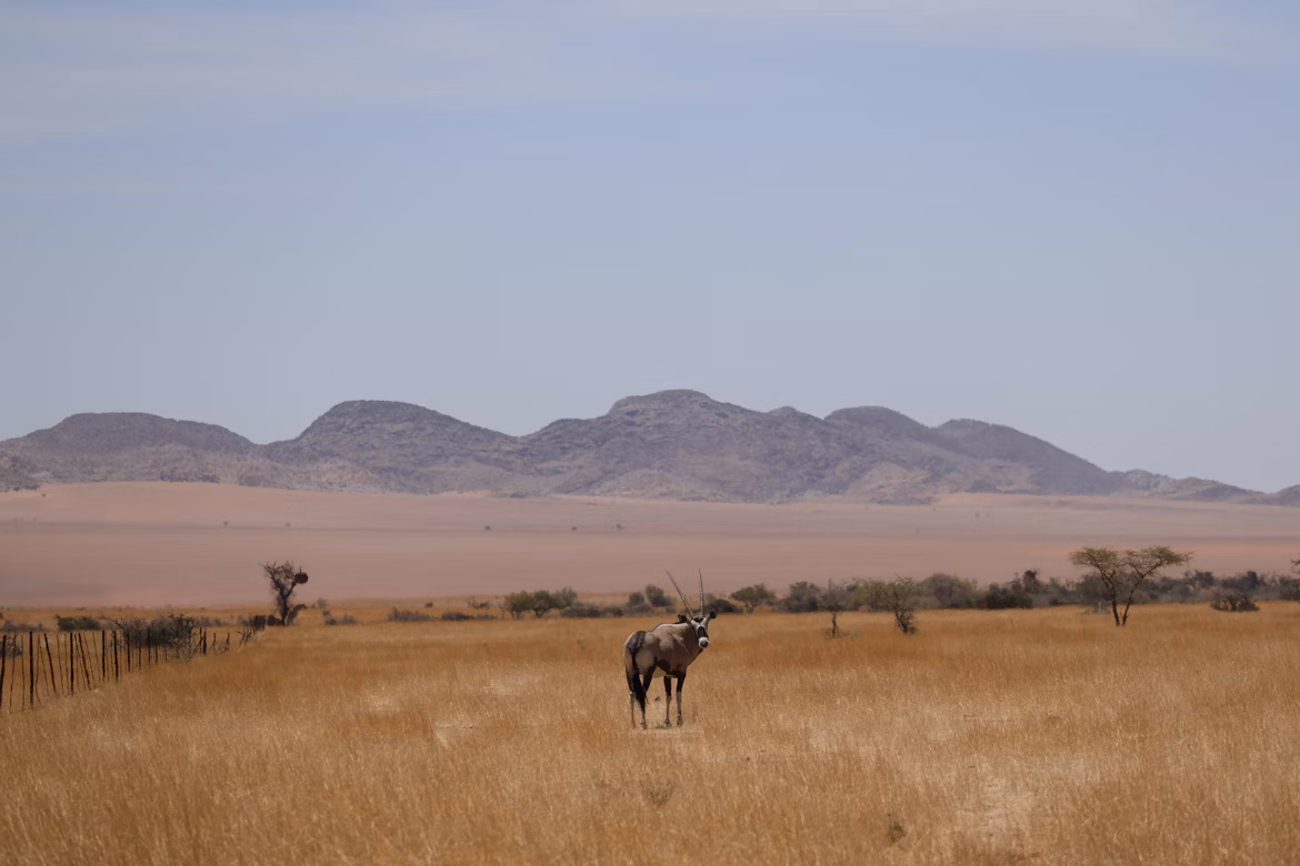 South Africa Safari in Dry Season