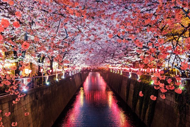 Illuminated cherry blossom trees along canal at night creating pink reflections on water.