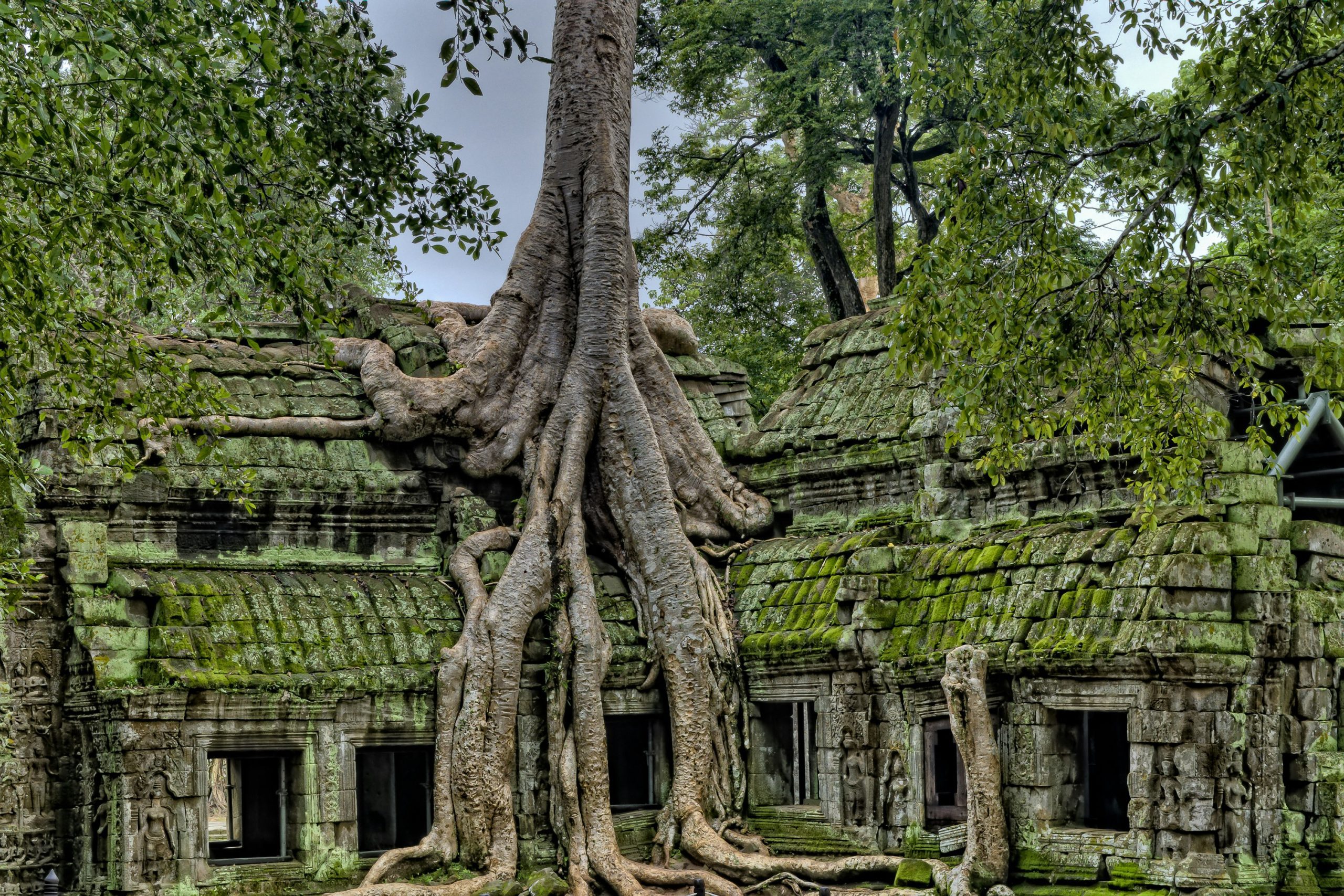 Ta Prohm Temple – Cambodia