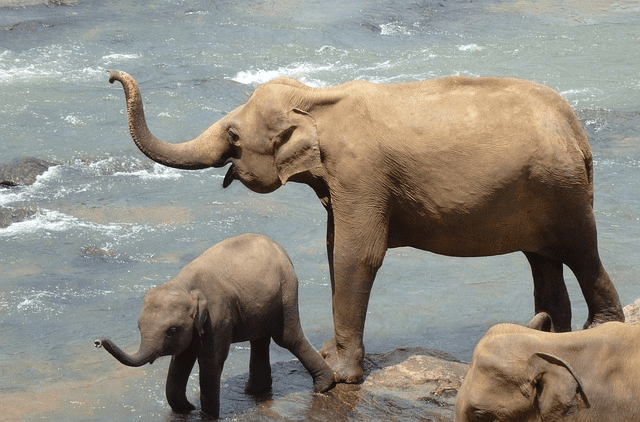 Two elephants playing in water