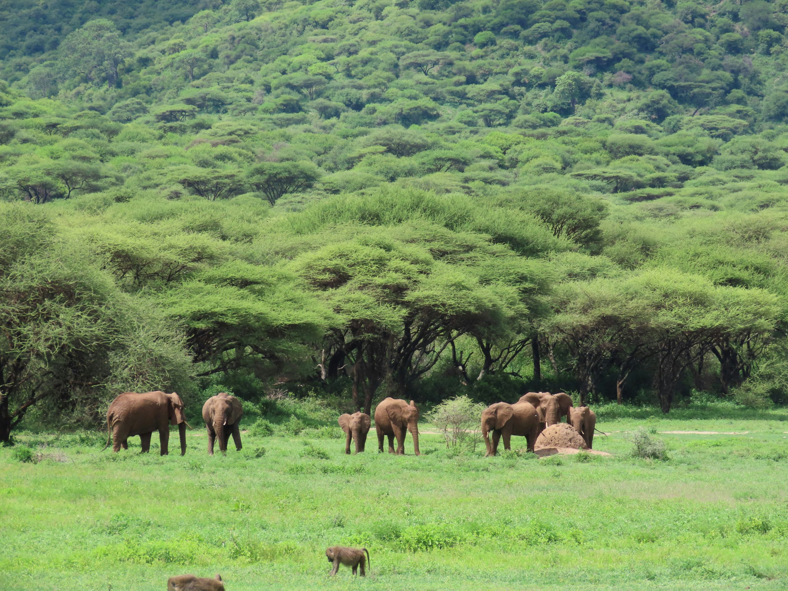 Wildlife Safari in Tanzania on a tight budget