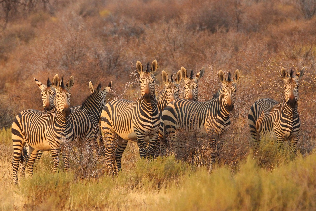 South Africa in August: Wildlife Wonders & Winter Sun