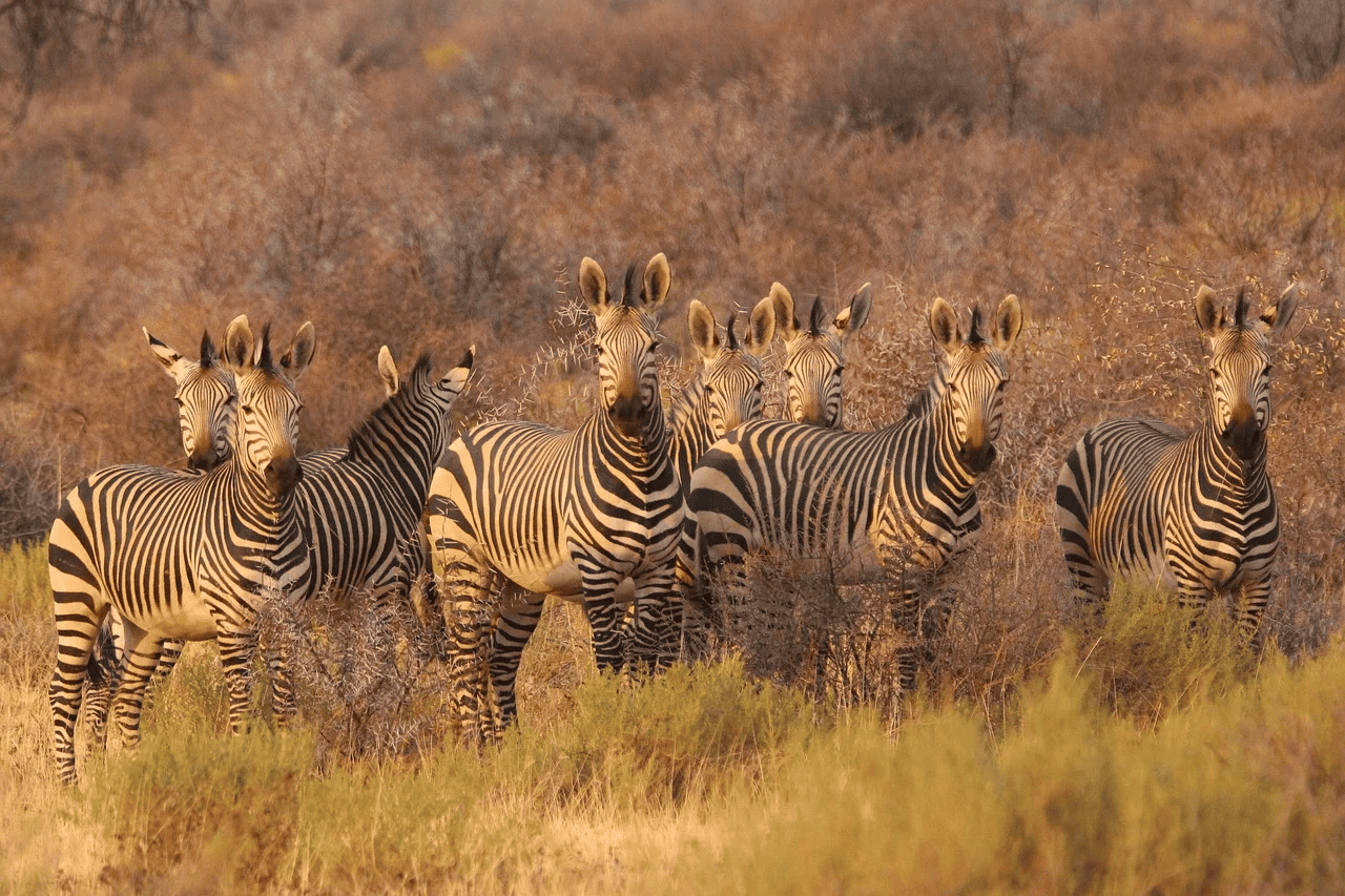 Zebras grazing in the wild plains of South Africa