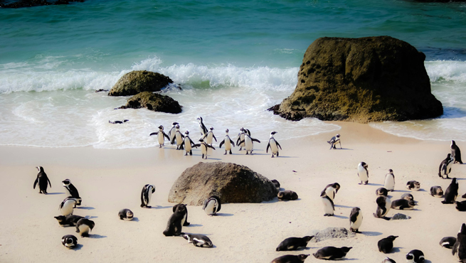 How To Book South Africa Visa Appointment For Indians