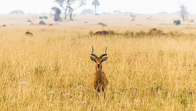 How To Book Uganda Visa Appointment For Indians