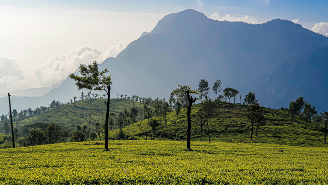 India Evisa For Guyana