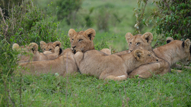 Kenya Visa Rejection Reasons For Indians