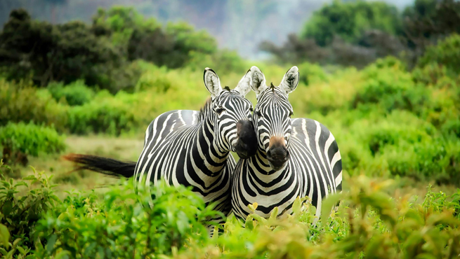 South Africa Visa Rejection Reasons For Indians